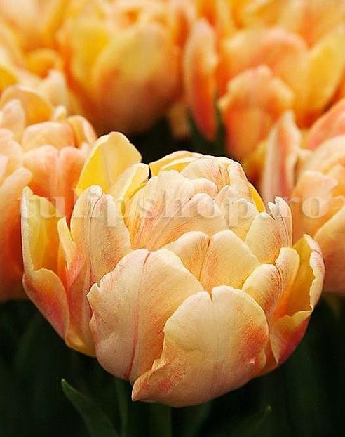 Bulbi Lalele Foxy Foxtrot (Tulip) - Bulbi Flori Toamna 2018