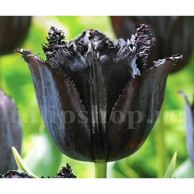 Bulbi Lalele Fringed Black (Tulip) - Bulbi Flori Toamna 2018