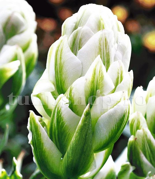 Bulbi Lalele Harbor Light (Tulip) - Bulbi Flori Toamna 2018