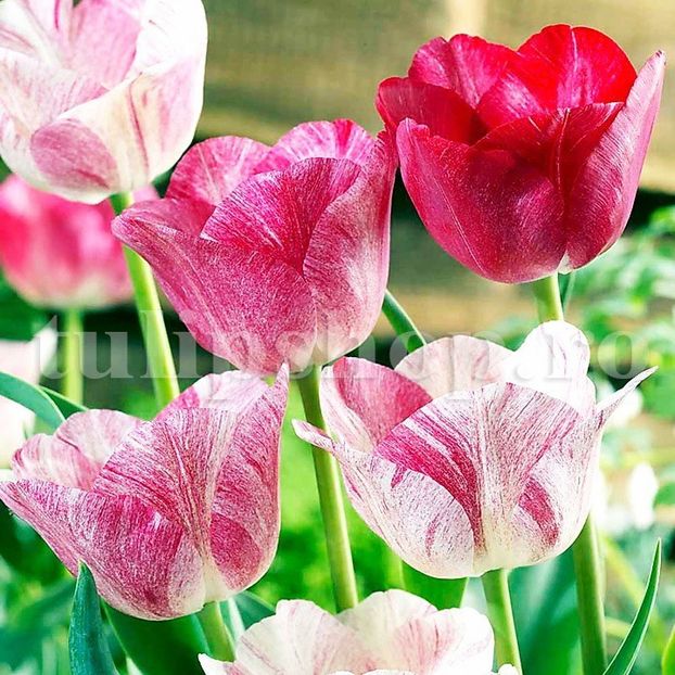 Bulbi Lalele Hemisphere (Tulip) - Bulbi Flori Toamna 2018