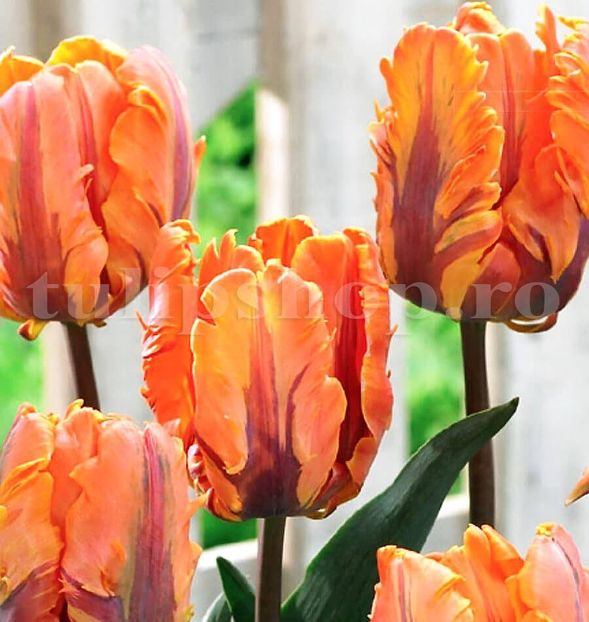 Bulbi Lalele Irene Parrot (Tulip) - Bulbi Flori Toamna 2018