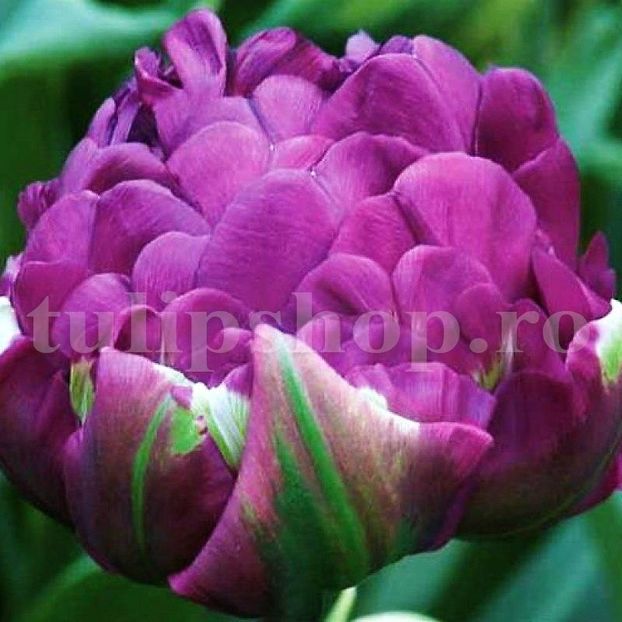 Bulbi Lalele Negrita Double (Tulip) - Bulbi Flori Toamna 2018