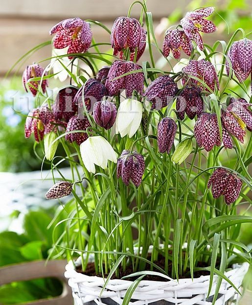 Bulbi Lalea Imperiala Meleagris (Fritillaria) - Bulbi Flori Toamna 2018