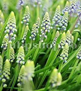 Bulbi Muscari Saffire - Bulbi Flori Toamna 2018