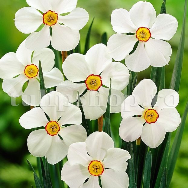 Bulbi Narcise Actaea - Bulbi Flori Toamna 2018