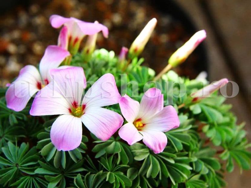 Bulbi Oxalis Adenophylla (Trifoi) - Bulbi Flori Toamna 2018