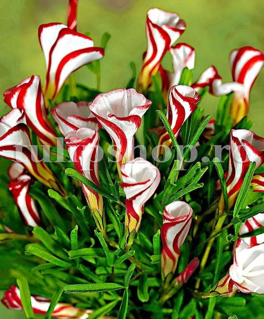 Bulbi Oxalis Versicolor (Trifoi) - Bulbi Flori Toamna 2018