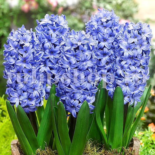 Bulbi Zambile Delft Blue (Hyacinthus) - Bulbi Flori Toamna 2018