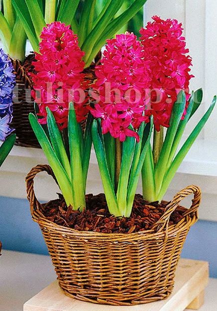 Bulbi Zambile Jan Boss (Hyacinthus) - Bulbi Flori Toamna 2018