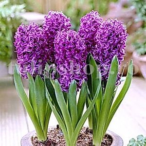 Bulbi Zambile Purple Star (Hyacinthus) - Bulbi Flori Toamna 2018