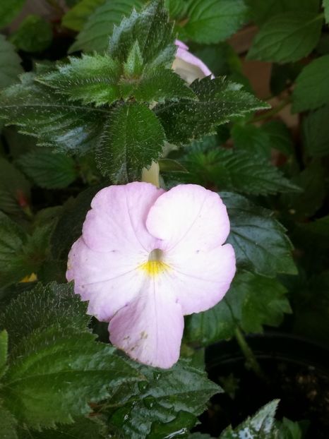  - Achimenes 2018
