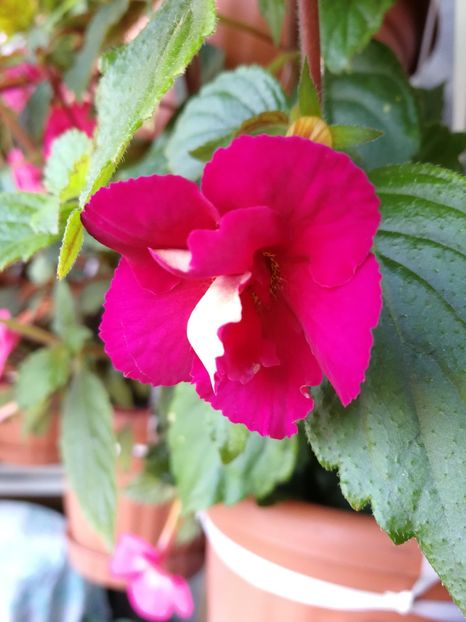  - Achimenes 2018