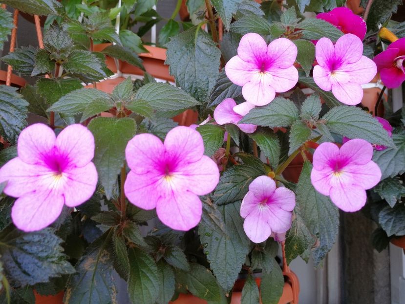  - Achimenes 2018