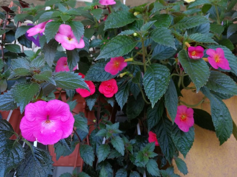 - Achimenes 2018