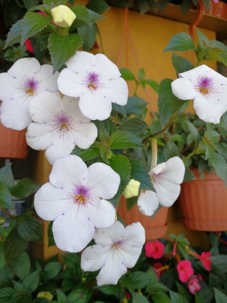  - Achimenes 2018