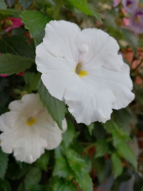  - Achimenes 2018