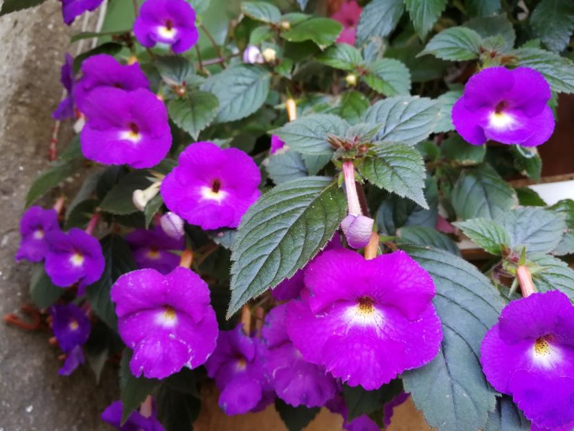  - Achimenes 2018
