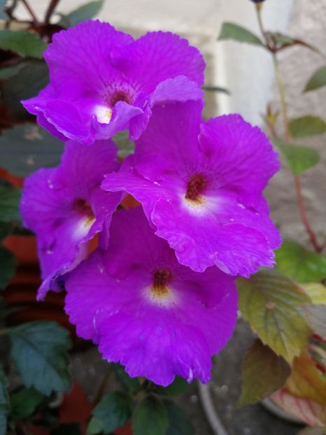  - Achimenes 2018