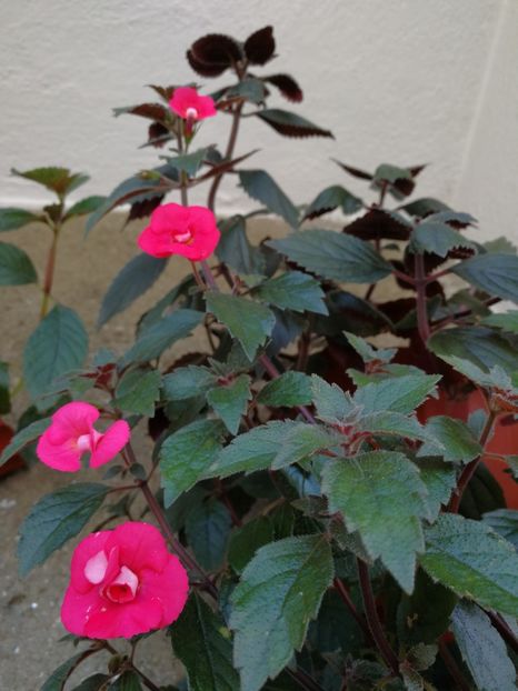  - Achimenes 2018