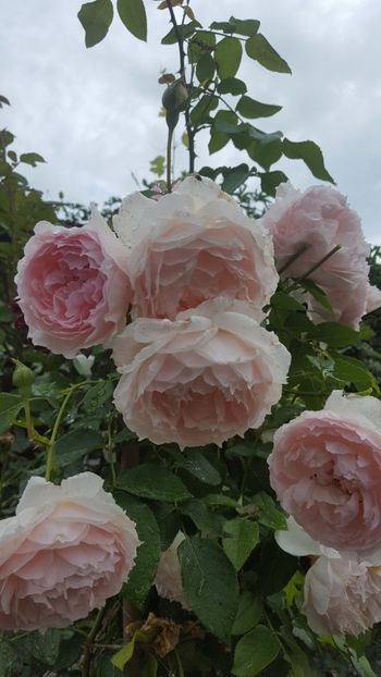  - The Wedgwood Rose