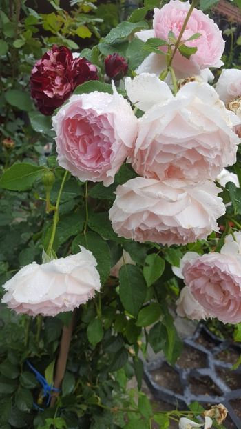  - The Wedgwood Rose