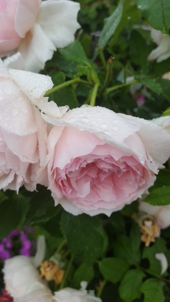 - The Wedgwood Rose