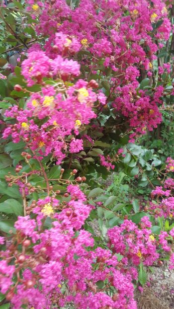  - Lagerstroemia indica 2018