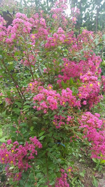  - Lagerstroemia indica 2018