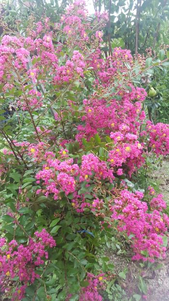  - Lagerstroemia indica 2018