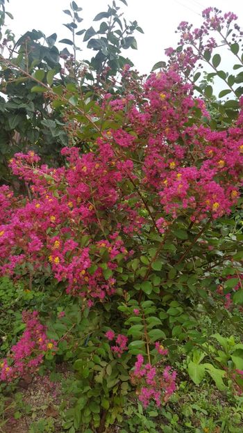  - Lagerstroemia indica 2018