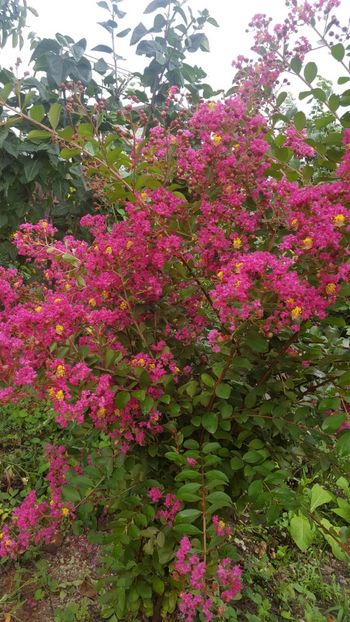 - Lagerstroemia indica 2018