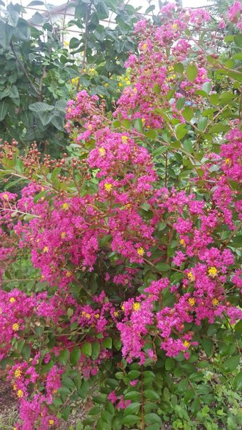  - Lagerstroemia indica 2018