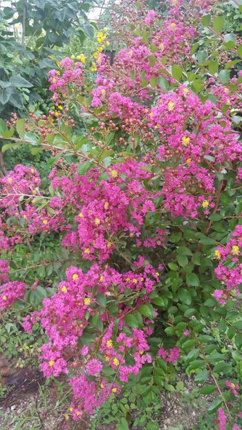  - Lagerstroemia indica 2018