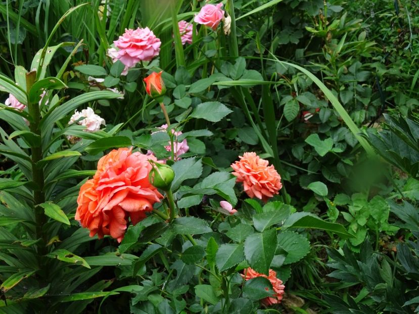  - Kordes - Orangerie Rose