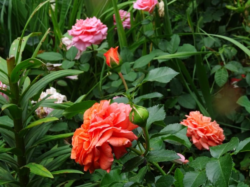  - Kordes - Orangerie Rose