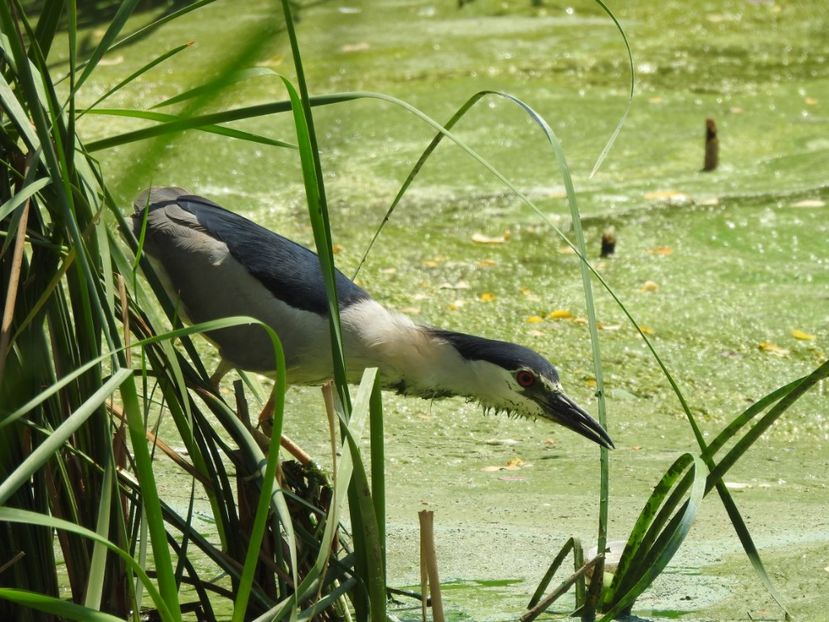 Stârc de noapte (Nycticorax nycticorax) - FOTOGRAFIE