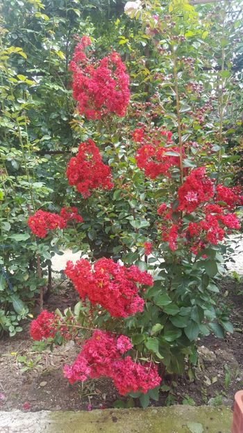  - Lagerstroemia indica 2018