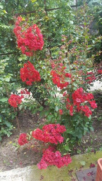  - Lagerstroemia indica 2018