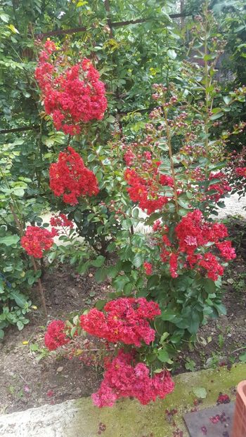  - Lagerstroemia indica 2018