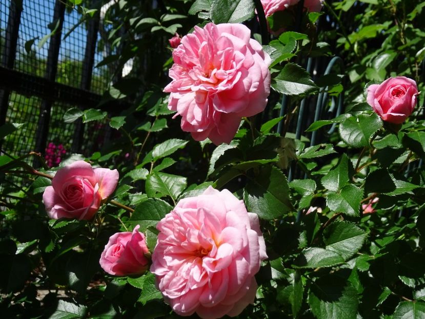 2014-09-27 23.34.44 - Poulsen - Pirouette rose