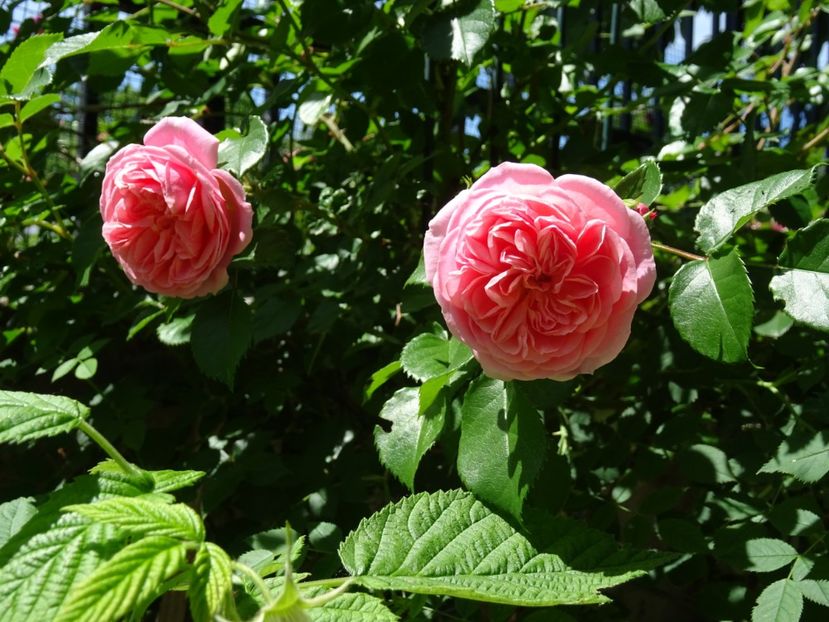 2014-09-27 23.34.36 - Poulsen - Pirouette rose