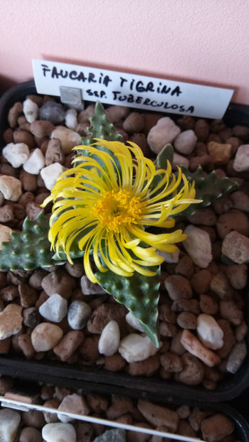 27.07.2018 - Faucaria tigrina ssp tuberculosa