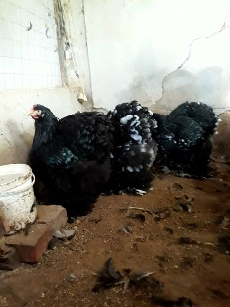  - Pui - tineret 2018