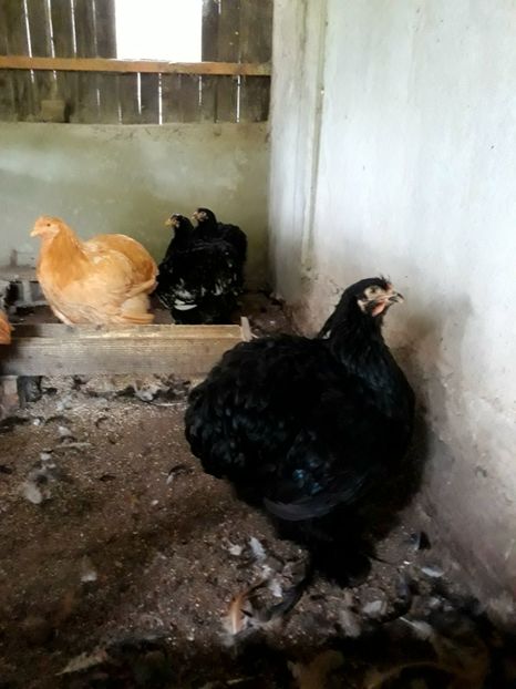  - Pui - tineret 2018