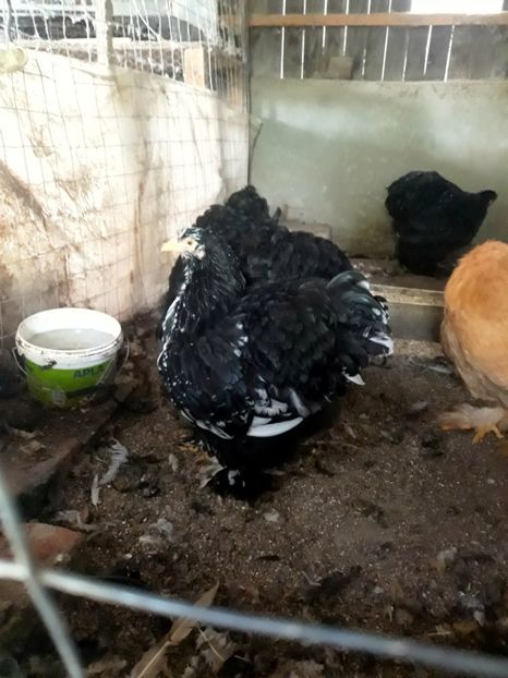  - Pui - tineret 2018