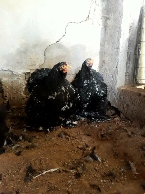  - Pui - tineret 2018