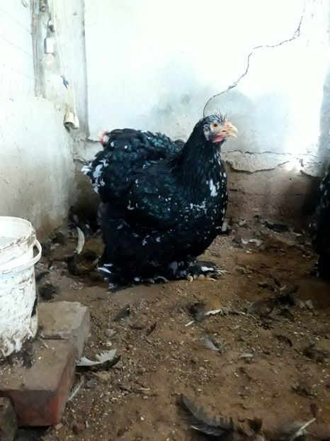  - Pui - tineret 2018