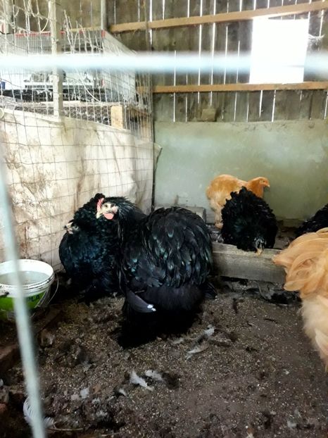  - Pui - tineret 2018