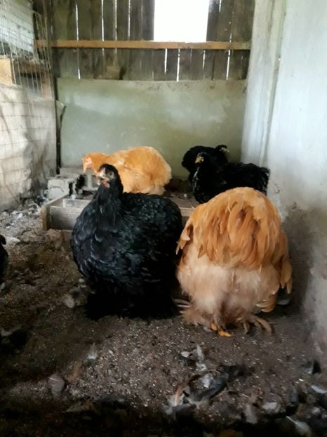  - Pui - tineret 2018