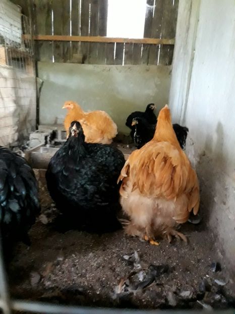  - Pui - tineret 2018